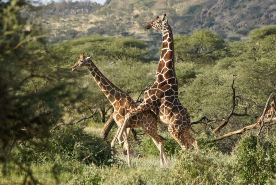 Tala Game Res, Lion Park & Phezulu Full Day Tour From Durban