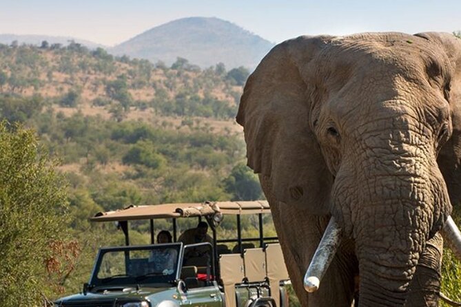 Tala Game Reserve, Phezulu Safari & Natal Lion Park Full Day Tour From Durban