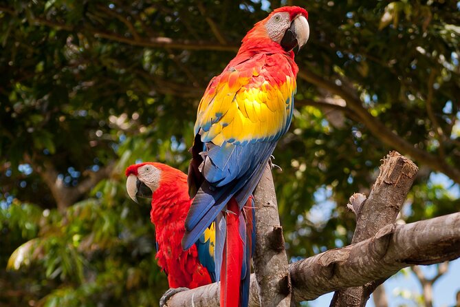 Tambopata Amazon Reserved Zone Exclusive Experience (6 Days)