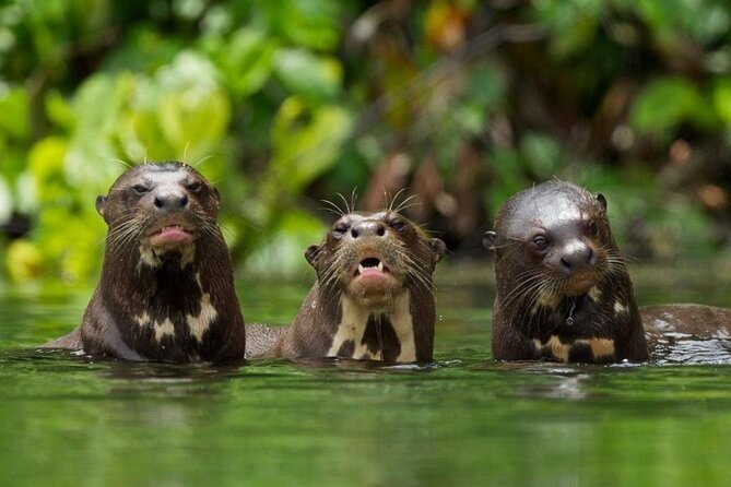 Tambopata Reserve Excursion 3D – 2N From Cusco