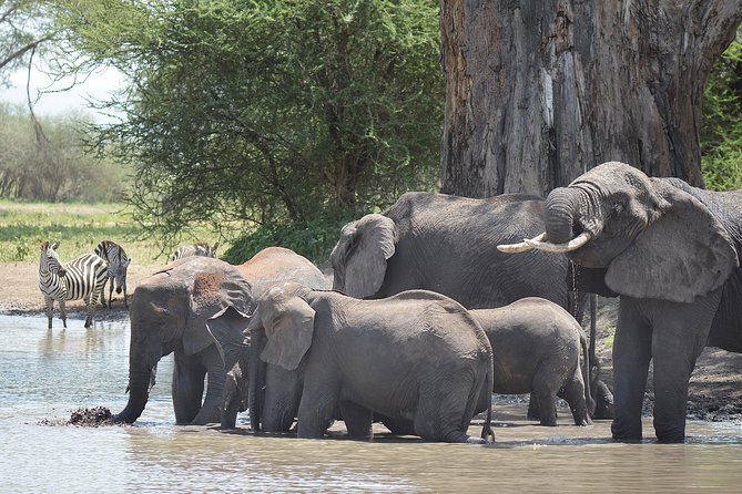 Tanzania Experience Safari and Tours