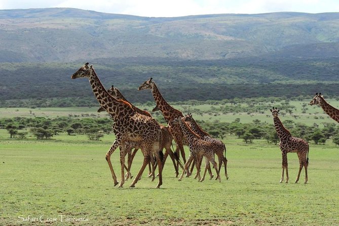 Tanzania Safari With Guide in Italian, the Great Migration of the Serengeti - Overview of the Great Migration
