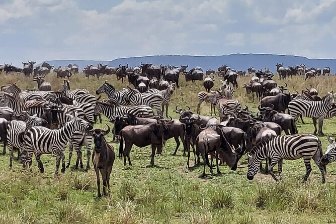 Tanzania Wildlife Safari Budget Camping