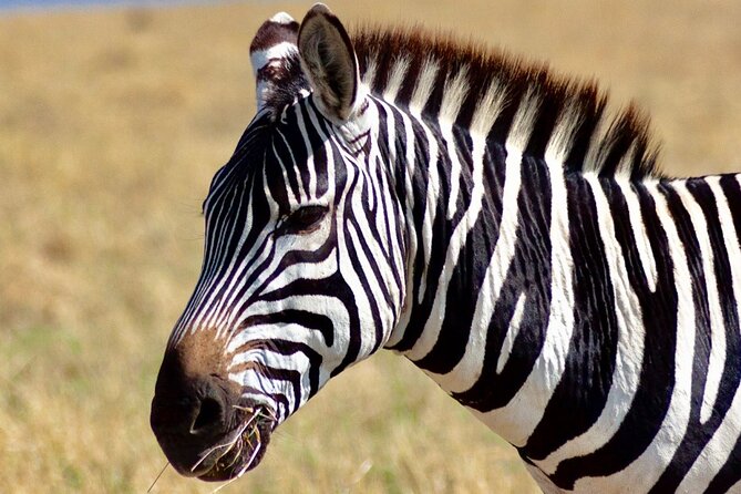 Tarangire Day Trip From Arusha