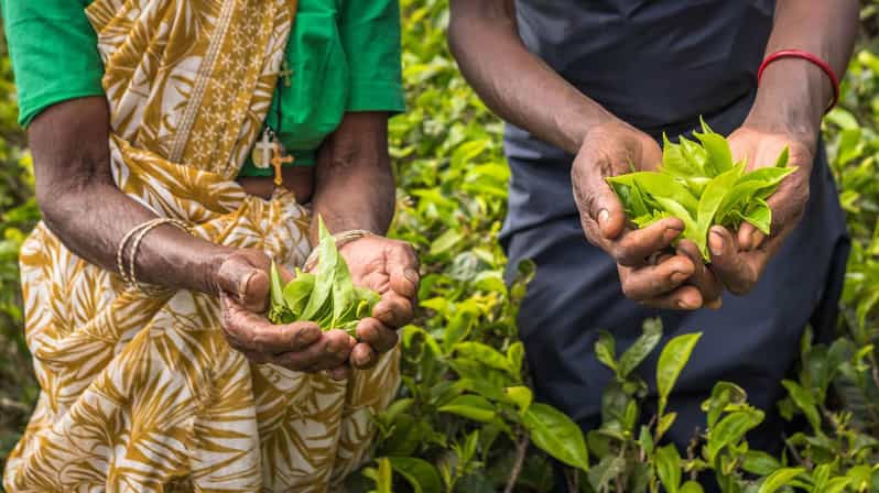 Tea Plucking & Tea Factory: Tour From Kandy