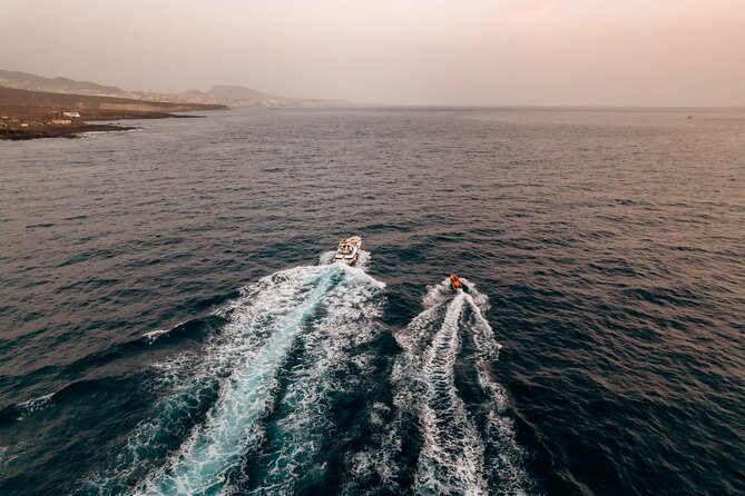 Tenerife Motor Boat Whale Watching & Snorkeling Experience