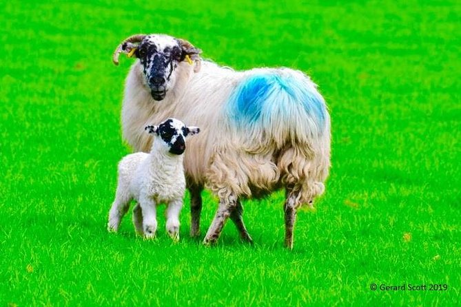 The Best Two Day Tours in Ireland: The Ring of Kerry and Dingle Slea Head Tours