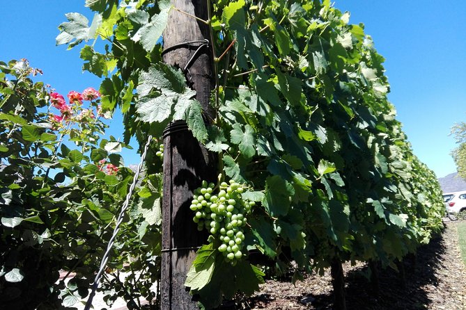 The Constantia Wineland