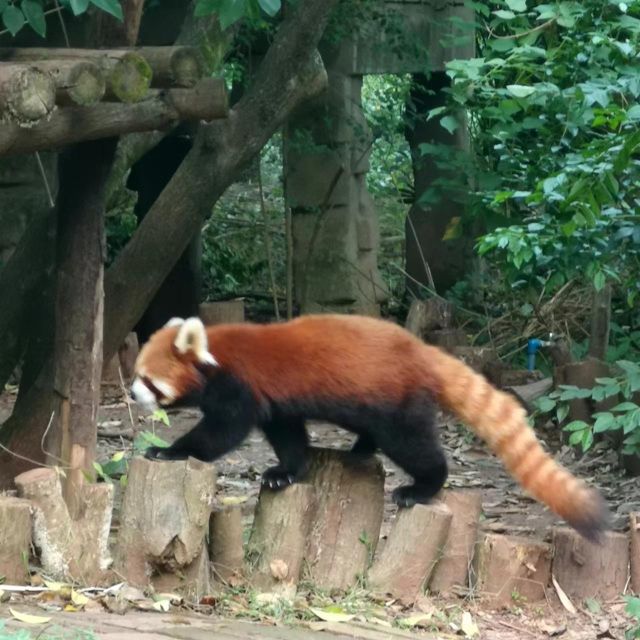 The Hidden Gems of China: Chengdu-Xian-Yunnan Tour (9D8N)