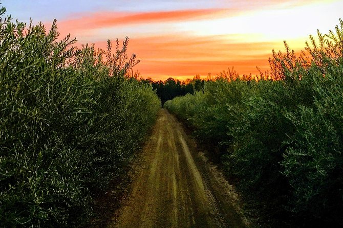 The Olive Grove Tour
