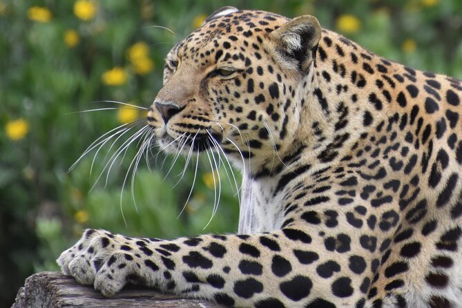 The Private Wildlife Tour