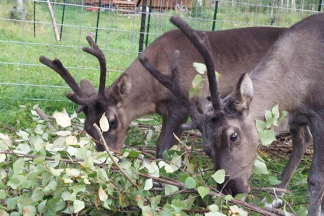 The Reindeer Grove Homestead Tour and Forage