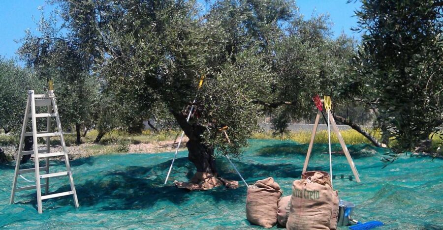 The Terra Creta Olive Oil Experience Tour