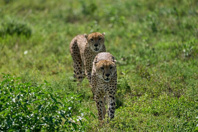 The Ultimate 2 Days Tanzania Safari: A World-Class Experience - Inclusions and Highlights