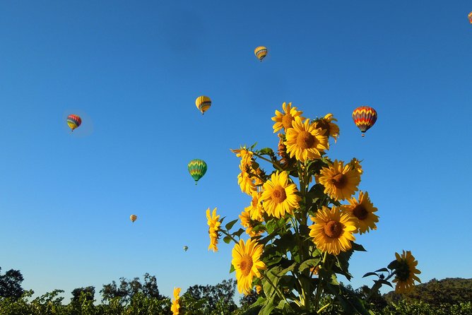 Thrilling Napa Balloon Ride: No Change After 5pm the Day Prior to Balloon Tour