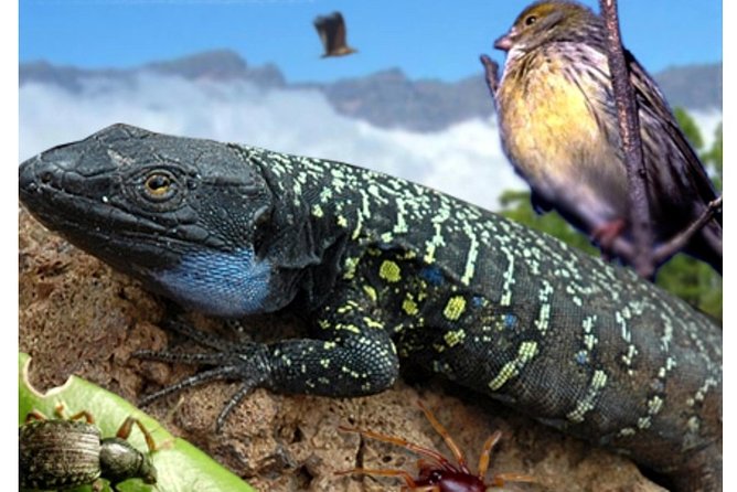 Ticket to Parque Del Drago in Tenerife