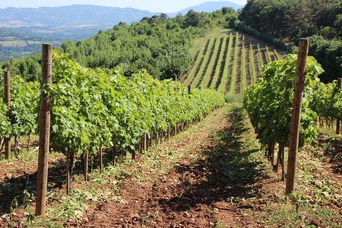 Topola: Royal Dynasty Half Day Tour From Belgrade
