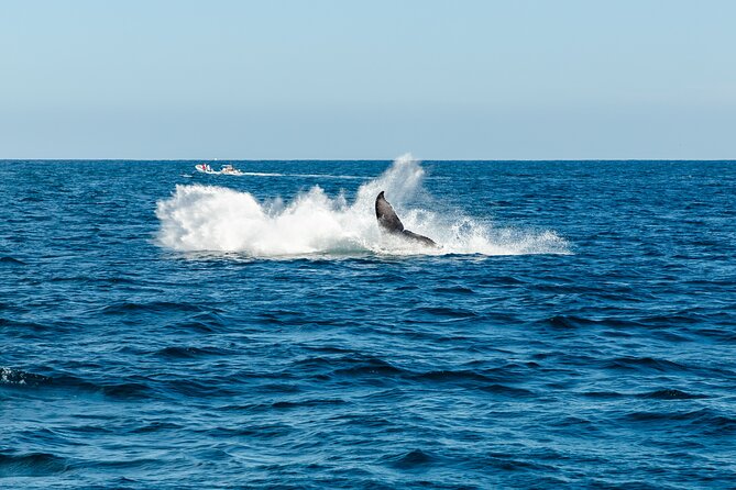 Tour in Cabo Whale Watching With an Expert Captain - Overview of the Tour