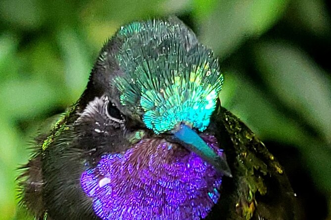 Tour in the Monteverde Reserve Cloud Forest