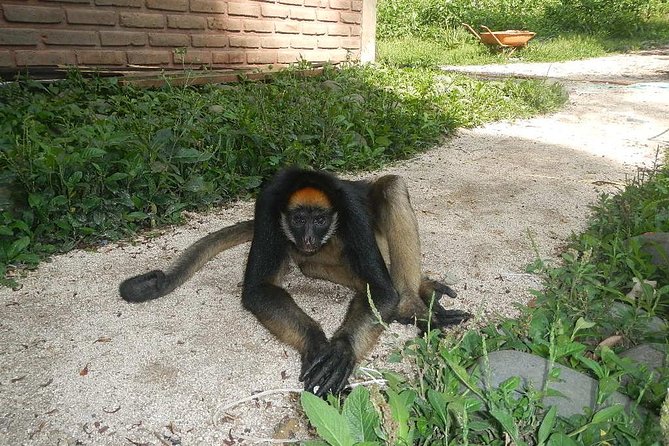 Tours to the Amazon – Indicchuris Jungle | Amazon Rainforest Tours