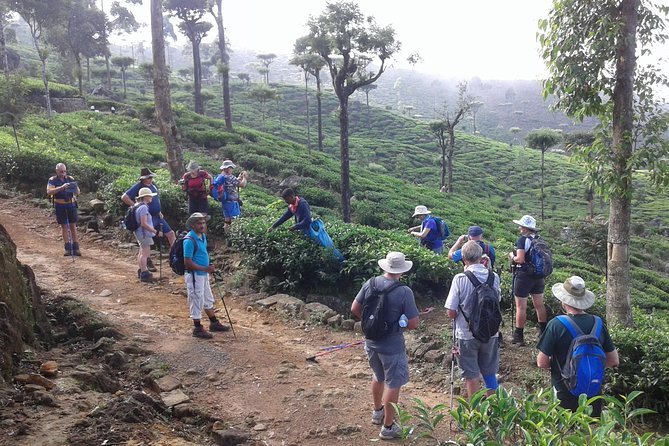 Trekking & Picnic in The Tea Plantation From Ella, Haputale & Bandarawela