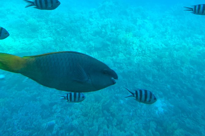 Trip on a Glass Bottom Boat From Hurghada
