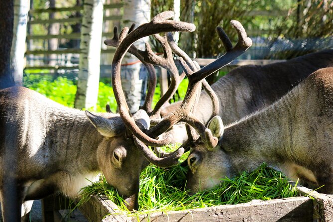 Trip to Ranua Wildlife Park