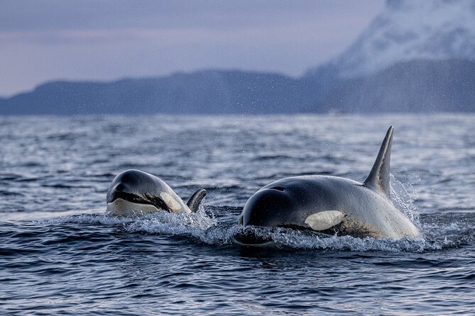 Tromsø: Skjervøy RIB Whale Watching Tour With Drinks & Snack