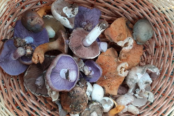 Truffle Hunting Group Tour in Serrania De Cuenca National Park - Castilla-La Mancha - Overview of the Tour