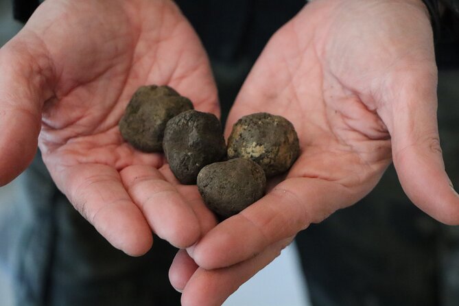 Truffle Hunting & Tasting in San Miniato Tuscany With Dogs