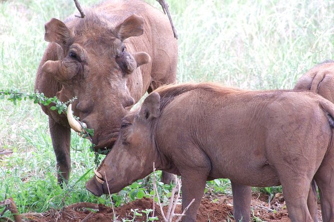 Tsavo East Amboseli and Tsavo West Safari 4 Days Starting Malindi
