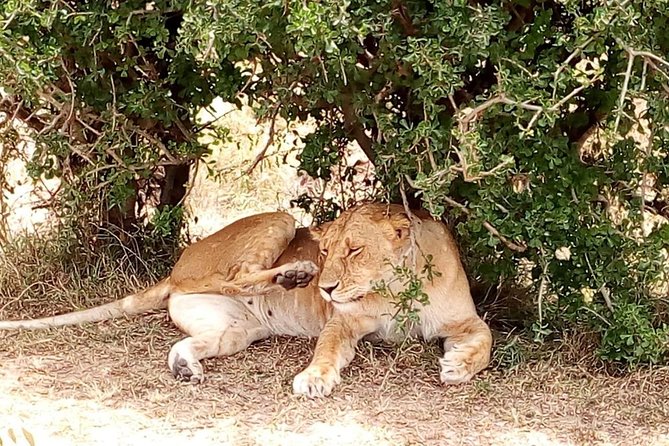 Tsavo National Park Small Group Day Trip