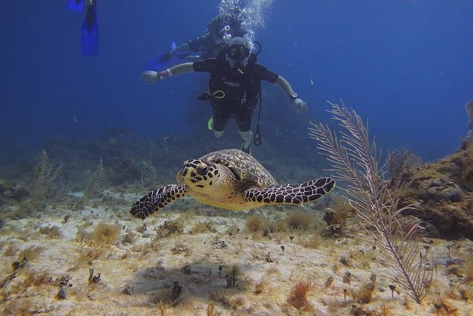 Tulum Akumal Snorkel Tour and 4 Cenotes Small Group All Fees Incl