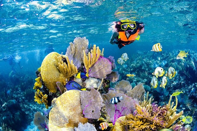 Tulum Area Experiences Guided Snorkeling Tour - Casa Cenote + Ocean Reef & Lunch - Tour Overview