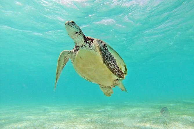 Tulum Ruins, Turtles in Akumal and Cenote Tour