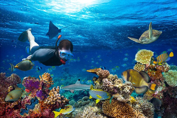 Turtle and Shipwreck Snorkel Private Tour in Barbados