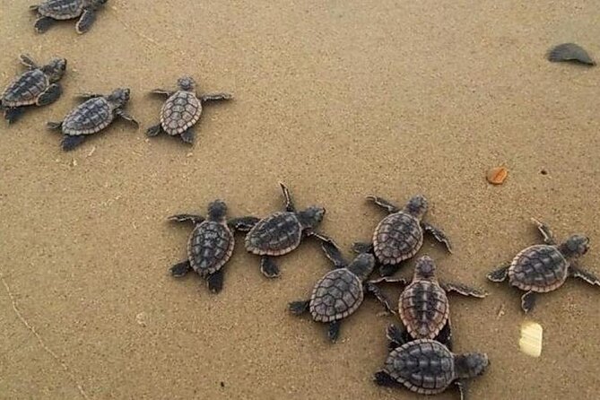 Turtle Release Playa Blanca 