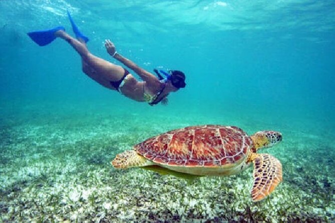 Turtle Snorkel Sail on Buck Island From Frenchmans Reef