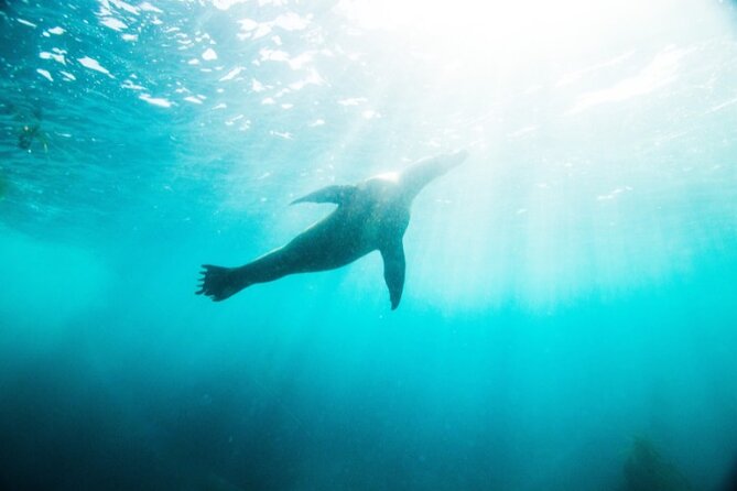 Two Hour Kayak and Snorkel Tour for Two in La Jolla - Tour Highlights