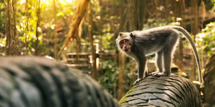 Ubud: Monkey Forest, Rice Terrace, and Jungle Swing Tour