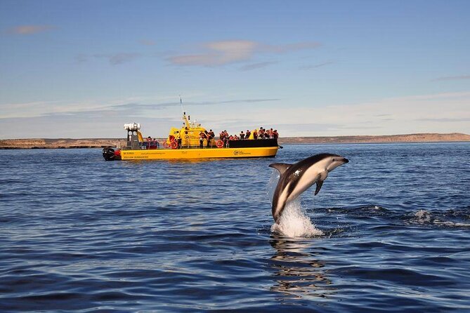 Underwater Whale Watching in Puerto Piramides