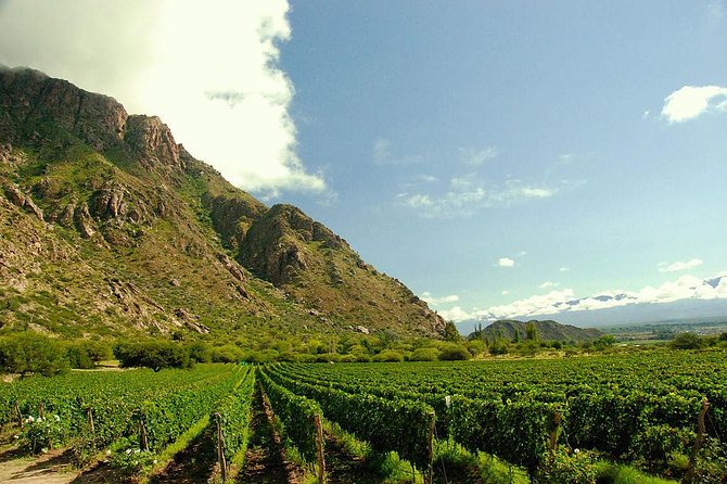 Unveiling Cafayate: Premium Wine Road Adventure