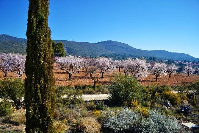 Valencia Wine-Themed Guided Tour