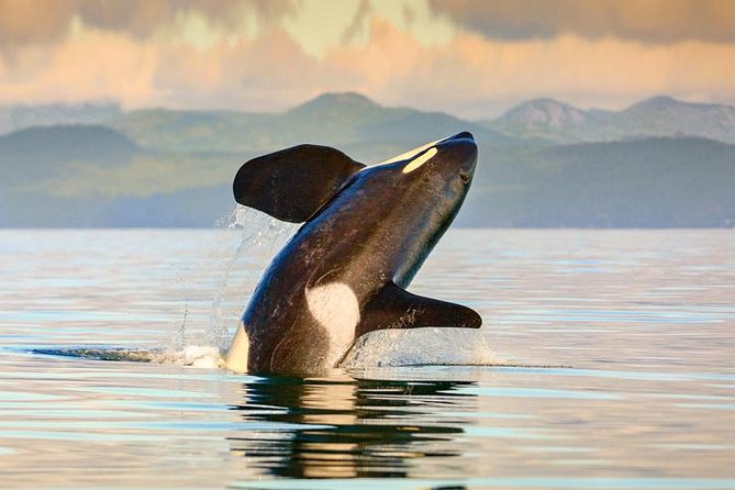 Vancouver to Victoria Seaplane Day Trip and Whale Watching Tour