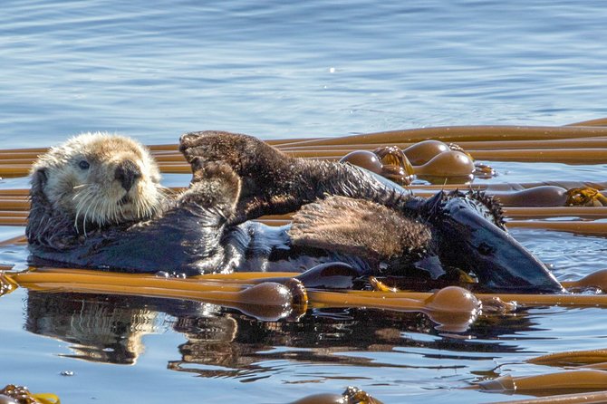 Victoria: Winter Whale Watching & Marine Wildlife Tour