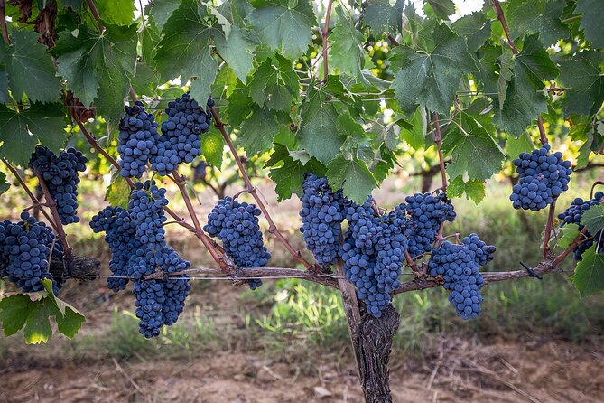 VIP Private Montalcino Wine Tasting in Paradiso With Dinner