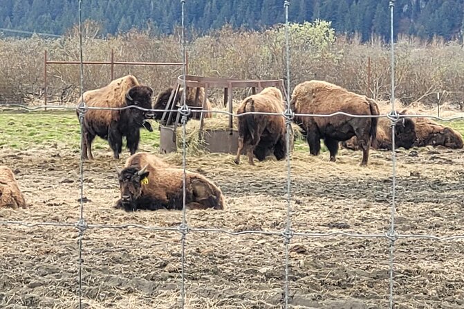 VIP Tour From Anchorage to Alaska Wildlife Conservation Center