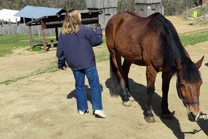 Visit a Farm and Horseback Riding in Nature - Meeting and Pickup