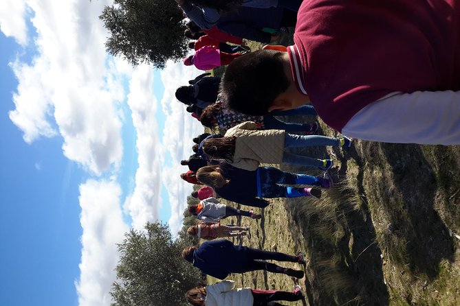 Visit Olive Grove Centenary With Oil Tasting Course - Overview of the Activity