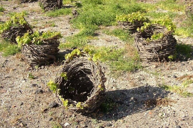 Visit to a Wine Museum and Wine Tasting in Santorini